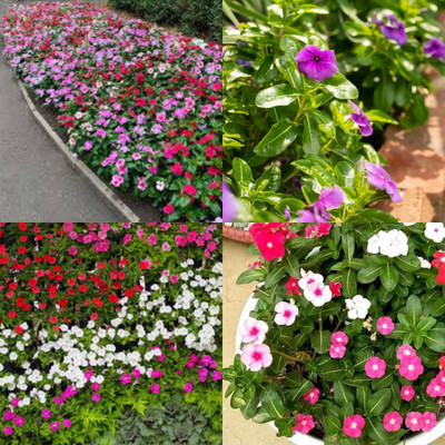 ibains Nayantara flower seeds bij 45 Seed(45 per packet)