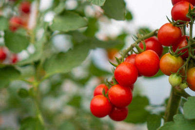 Sidhi nazar Enterprises tomato Seed(105 per packet)