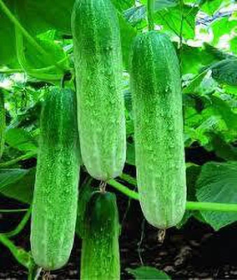Seedsilk Store Hybrid F1 Salad Cucumber | Kheera Seeds Hybrid All Seasons Seed(50 per packet)