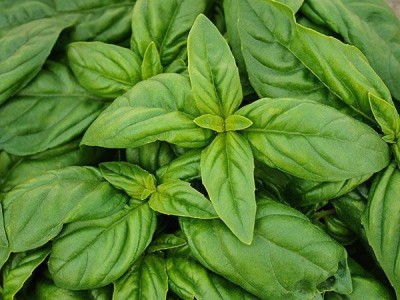 XEFRA Organic Basil Seeds - Italian Large Leaf Seed(100 per packet)