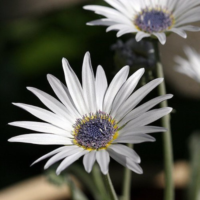 CYBEXIS PUAS-60 - Blue Eyed Daisy - Arctotis Grandis - (60 Seeds) Seed(60 per packet)