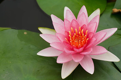 pottit lotus,kamal gatta Seed(15 per packet)