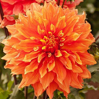CYBEXIS Orange Dinnerplate Dahlia Seed(1 g)