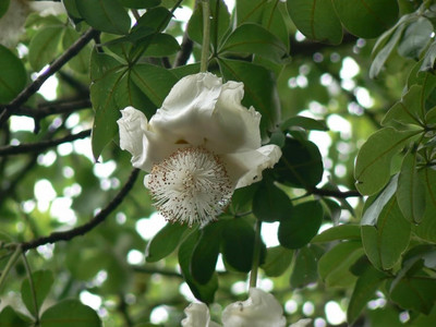 PSAgroinput Kalpavriksh (Adansonia digitata) Seed(10 per packet)