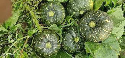 wequality Best Quality sweet hybrid pumpkin seed for home garden Seed(75 per packet)