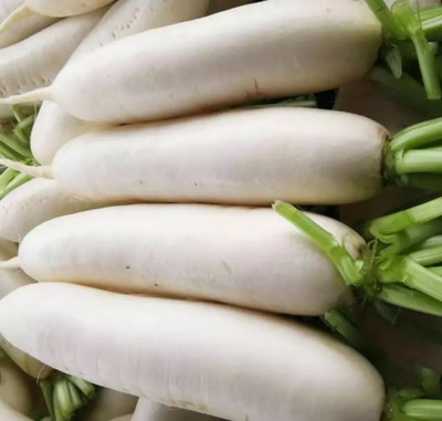 VINTI (Mooli) Vegetable (मूली के बीज) Seed(2500 per packet)