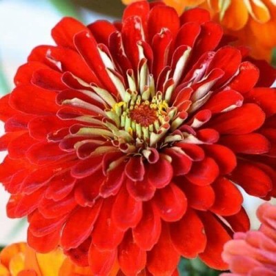 VibeX LX-64 - Scarlet Flame Red Zinnia Flower - (30 Seeds) Seed(30 per packet)