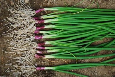 Qualtivate HUA-5A RED BUNCHING - Apache ONION Seed(500 per packet)