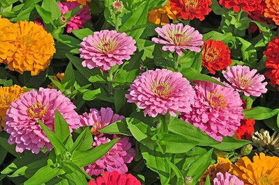GREENSEA Colorful Zinnia Seed(25 per packet)