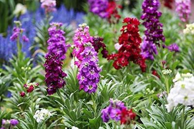 LPR STOCK Seed(10 per packet)