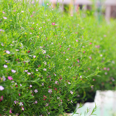 ACCELCROP Gypsophila Gypsy Compact White Flower Seed(10 per packet)