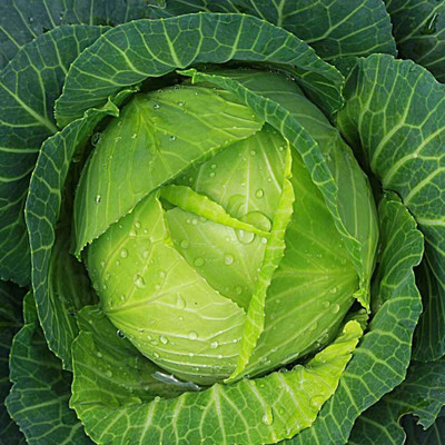 BHUSAN cabbage seeds hybrid Seed(390 per packet)