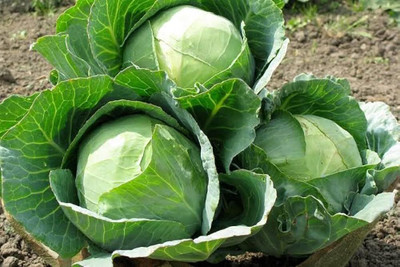 MOONQULTY Cabbage Seeds (Patta Gobhi) Vegetable Seed(101 per packet)