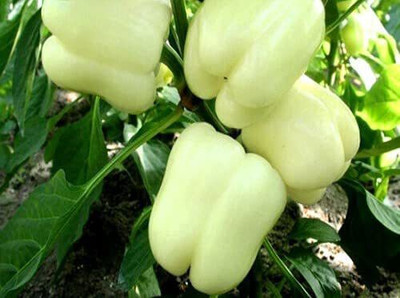 CYBEXIS Rare White Capsicum Seeds2400 Seeds Seed(2400 per packet)