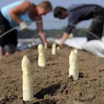 CYBEXIS Hybrid White Asparagus Seeds400 Seeds Seed(400 per packet)