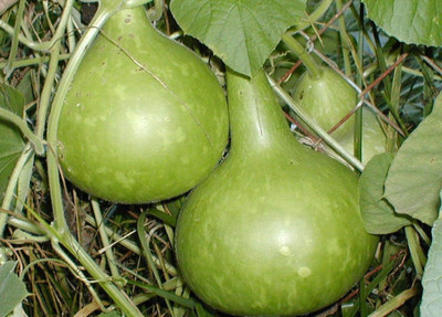 Qualtivate JXL-8AT Mix of Large & Medium Bottle Gourd Seeds Seed(50 per packet)