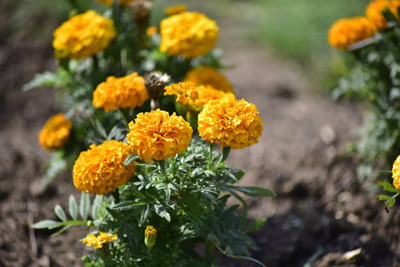 jaishreeradhe marigold/gende ka phool flower seeds Seed(50 per packet)