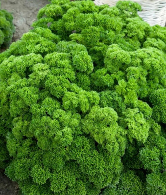 SOWCAN Parsley - curly, intensely green Seed(100 per packet)