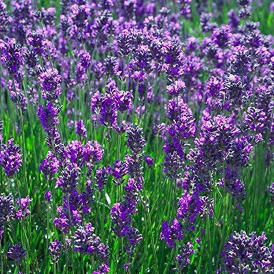 VibeX XLR-57 - Old Fashioned English Lavender Vera - (2250 Seeds) Seed(2250 per packet)