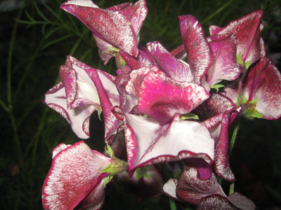 CYBEXIS Sweet Pea - Spencer - Wiltshire Ripple Seed(50 per packet)