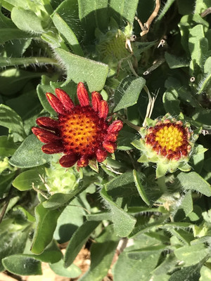 WATIKA Gaillardia grandif Seed(30 per packet)