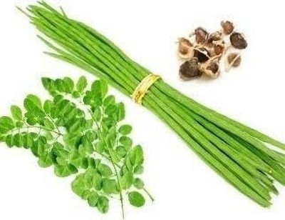 Jessica Wingless Moringa seeds Drumstick Seeds (Saijan ki Phalli,Saragavo) Seed(50 g)