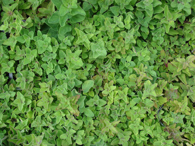 CYBEXIS XLR-40 - Greek Oregano - (1350 Seeds) Seed(1350 per packet)