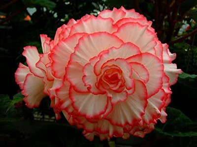 CYBEXIS PAU-28 - Begonia Beautiful Multi-Colour Flowers - (270 Seeds) Seed(270 per packet)