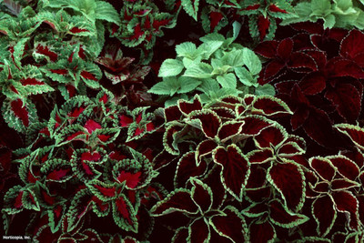 KANAYA Coleus Rainbow Flower Seed(90 per packet)
