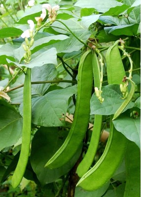 jkfarm Sword bean, Giant bean, Mousim Seed(23 per packet)