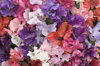 CYBEXIS Dwarf Sweet Pea Seeds - Lathyrus odoratus Seed(1 g)