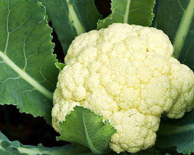 Rani Sati Creation white cauliflower,gobhee seeds Seed(35 per packet)