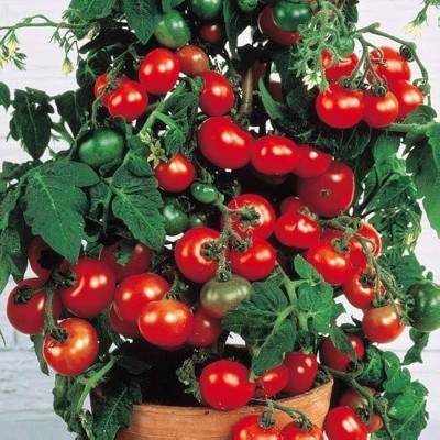 ibains Tomato seeds packet Seed(425 per packet)