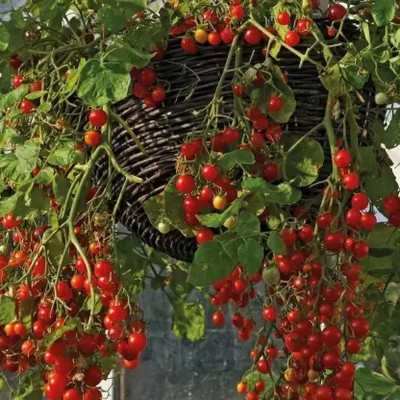MAA Tomato, Tamatar Seed(30 per packet)