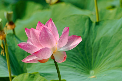 Etail lotus,kamal gatta Seed(14 per packet)