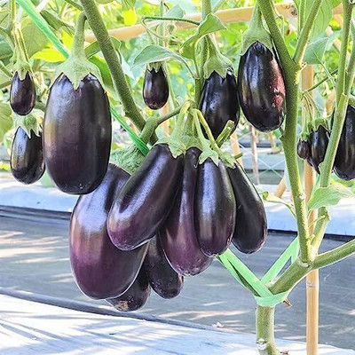 AMAJIT Hybrid Brinjal purple/Black/Begun /Farming|Garden | Bengan | SeedS(53 seeds) Seed(53 per packet)