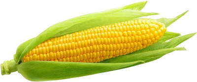 WILLVINE HUA -I F1 Hybrid Bisco X-5219 Corn -[500g] Seed(2000 per packet)