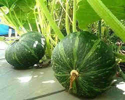BSARKAR Pumpkin seed, Vegetable seed Seed(20 per packet)
