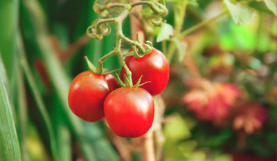 WHADE tomato Seed(75 per packet)