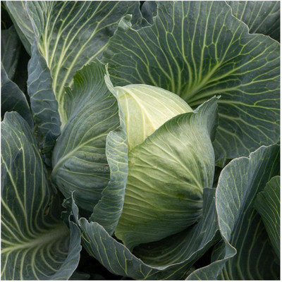 Biosnyg Early Round Dutch Cabbage Seeds-250 Seeds/1gm Seed(250 per packet)