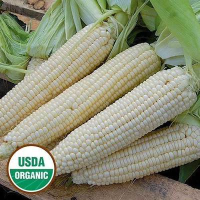 CYBEXIS NBIR-42 - White Asian Sweet Corn - (750 Seeds) Seed(750 per packet)