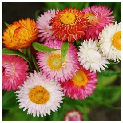 Aro Helichrysum Seed(55 per packet)
