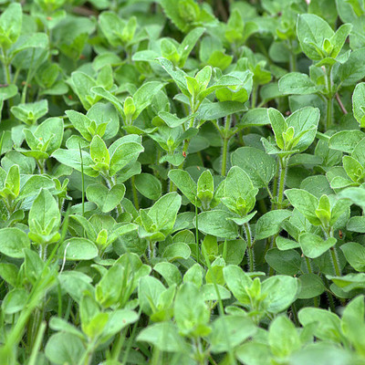 CYBEXIS XLR-23 - Greek Oregano Culinary Herb - (150 Seeds) Seed(150 per packet)