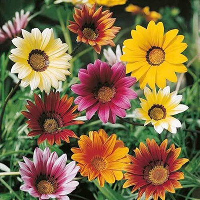 Lorvox Gazania Flower Seed(18 per packet)
