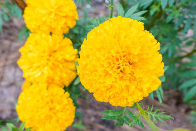 Arlo marigold/gende ka phool flower seeds Seed(50 per packet)