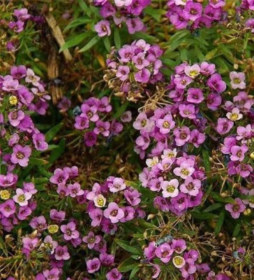 Quentova Alyssum Seeds - Rosie O Day-UK Seed(30 per packet)