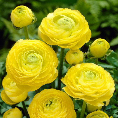 Audbhidhi Ranunculus Flower Seed Winter Flower Seed(2 per packet)