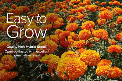 Qualtivate NDIR-604 Mixed Marigold Seeds Seed(500 per packet)