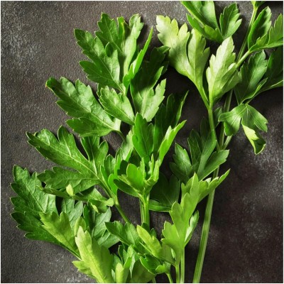 Qualtivate PUA-7A Italian Flat Leaf Parsley Seed(200 per packet)