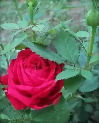 Aro Rose, Flower seeds Seed(88 per packet)